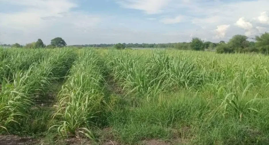 À vendre terrain à Mueang Nakhon Ratchasima, Nakhon Ratchasima