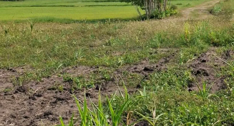 À vendre terrain à Mueang Nakhon Ratchasima, Nakhon Ratchasima