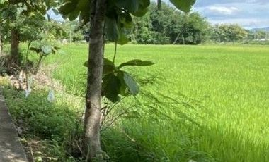 Продажа Участок в Сан Кампаенг, Чианг Маи