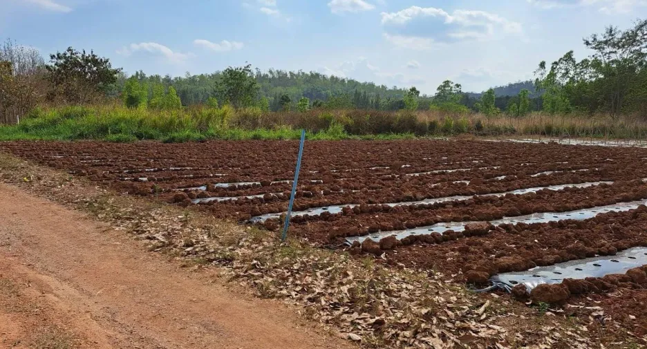 出售 土地 在 Pak Chong, Nakhon Ratchasima