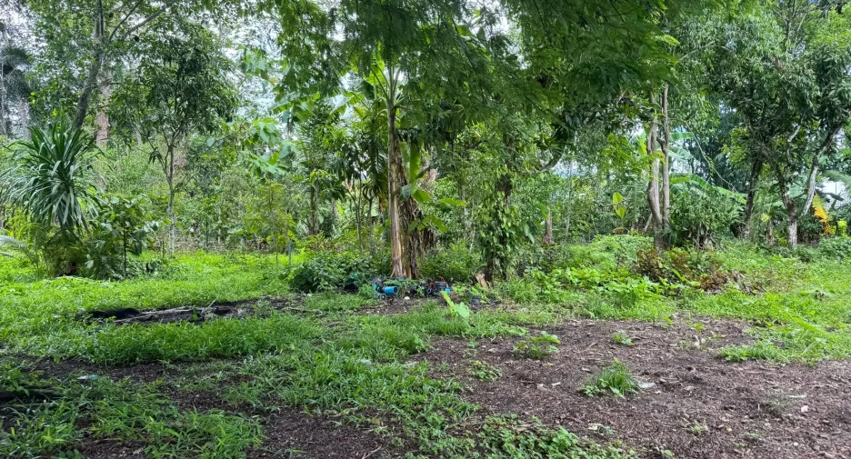 ขาย ที่ดิน ใน ถลาง, ภูเก็ต