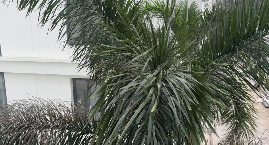 Продажа 1 кровать кондо в Тхаланг, Пхукет
