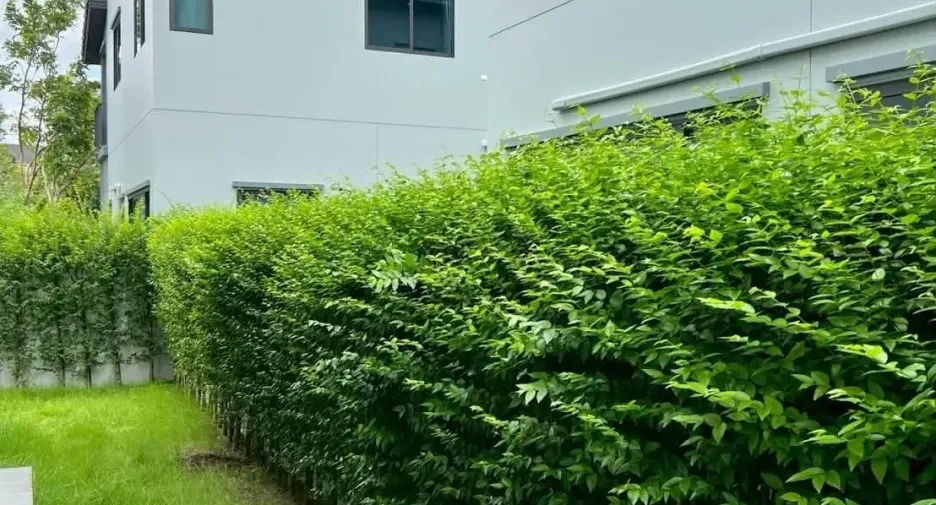 ให้เช่า 4 ห้องนอน บ้านเดี่ยว ใน บางใหญ่, นนทบุรี