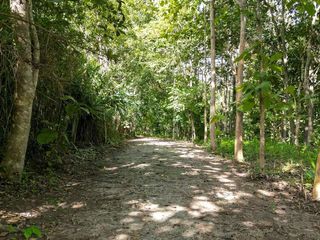 出售 土地 在 Mae Rim, Chiang Mai