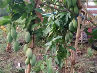 Terreno en venta en Sikhio, Nakhon Ratchasima