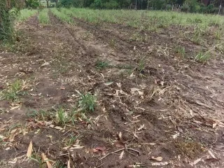 Terreno en venta en Sikhio, Nakhon Ratchasima