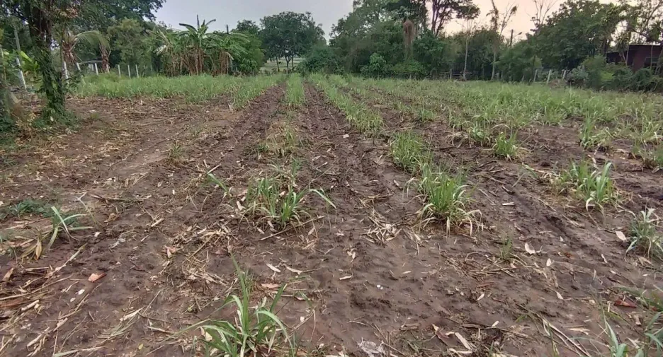 Terreno en venta en Sikhio, Nakhon Ratchasima
