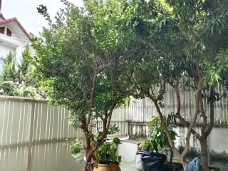 For rent 3 bedrooms house in Mueang Chiang Mai, Chiang Mai
