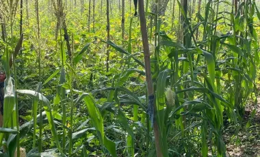 Terreno en venta en Hang Dong, Chiang Mai