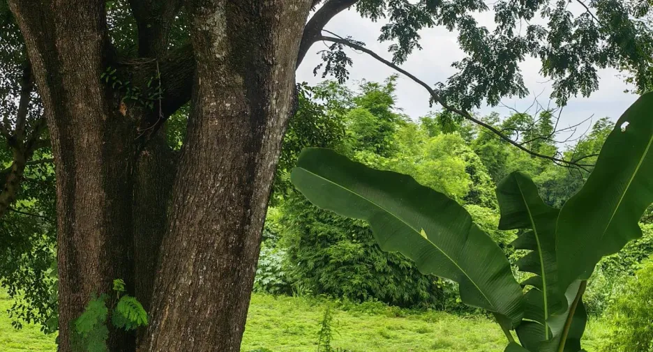For sale land in Hang Dong, Chiang Mai