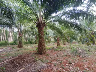 Grundstück zum Kauf in Mueang Krabi, Krabi