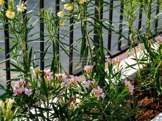 For sale 3 bedrooms house in Mueang Nonthaburi, Nonthaburi