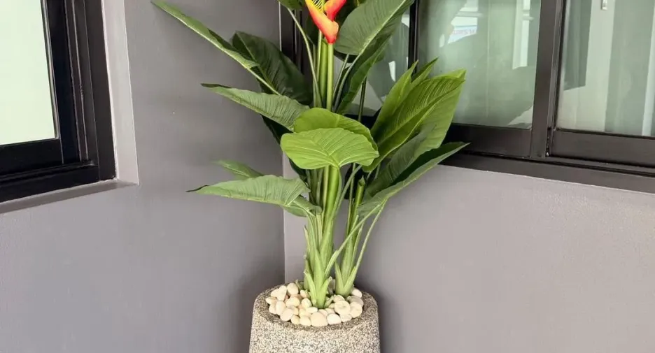 出租 3 卧室 独立屋 在 Phuket Town, 普吉