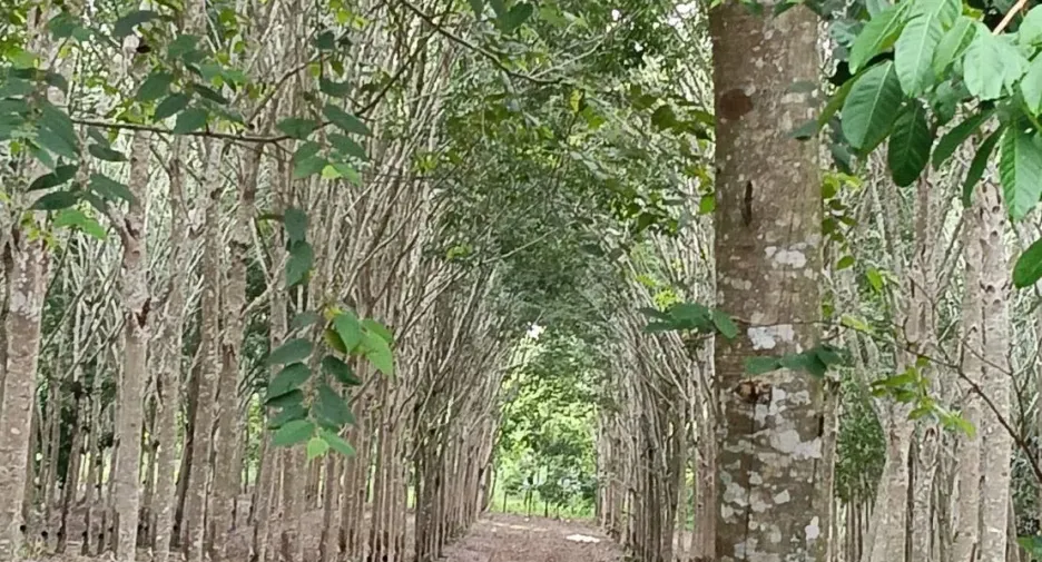 For sale land in Klaeng, Rayong