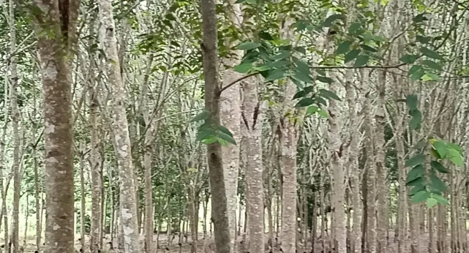 For sale land in Klaeng, Rayong