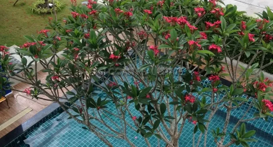 For rent 1 bed condo in Bang Lamung, Chonburi