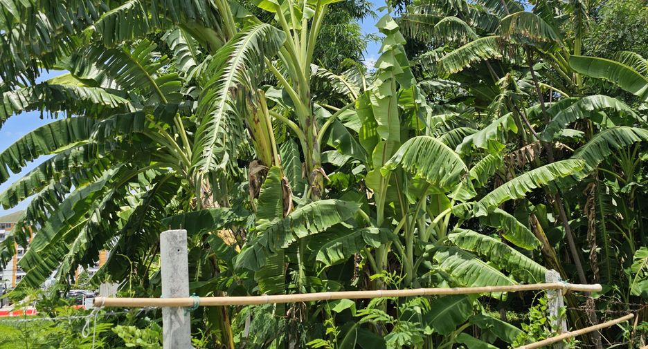 For sale land in Mueang Samut Prakan, Samut Prakan