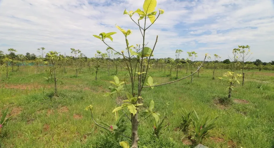 出售 土地 在 Mueang Nong Bua Lam Phu, Nong Bua Lam Phu