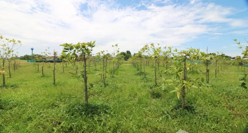 出售 土地 在 Mueang Nong Bua Lam Phu, Nong Bua Lam Phu