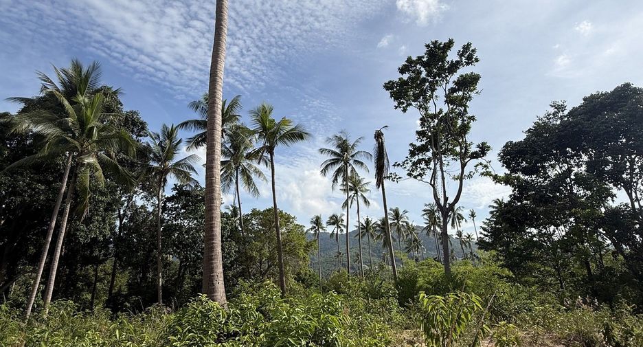 For sale land in Ko Samui, Surat Thani
