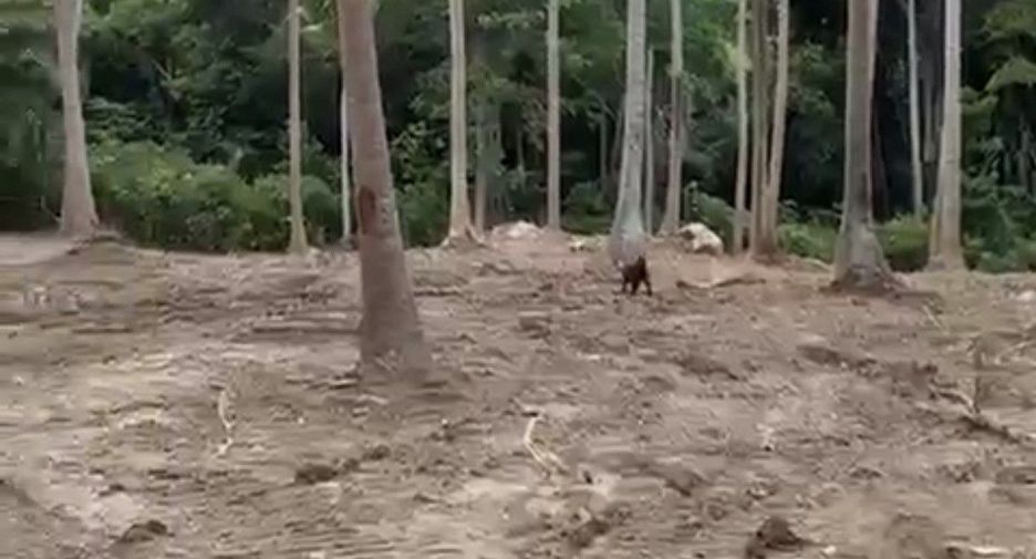 For sale land in Ko Samui, Surat Thani