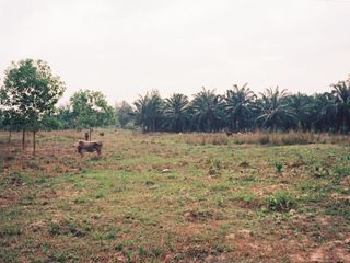 For sale land in Sam Roi Yot, Prachuap Khiri Khan