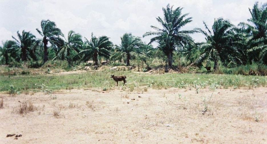 For sale land in Sam Roi Yot, Prachuap Khiri Khan
