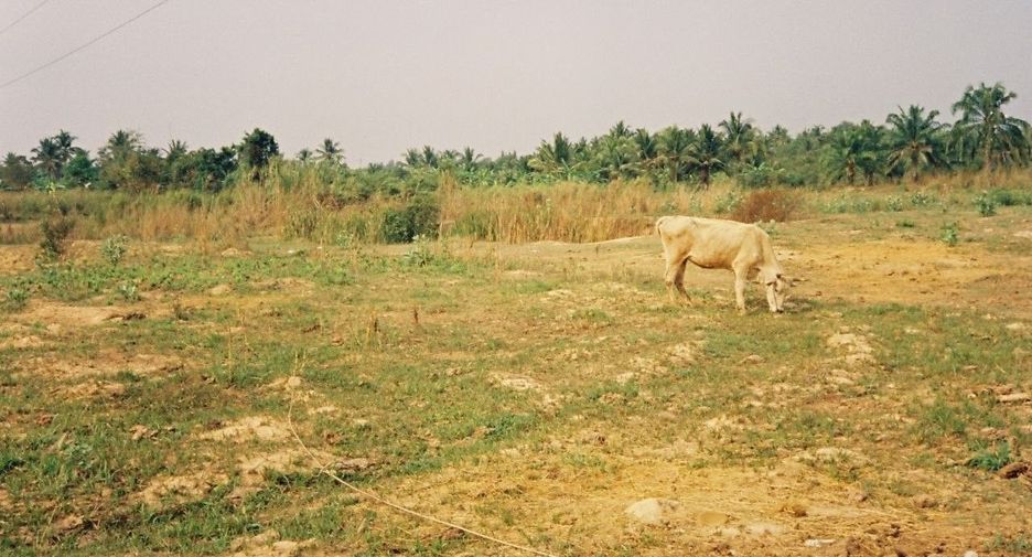 For sale land in Sam Roi Yot, Prachuap Khiri Khan