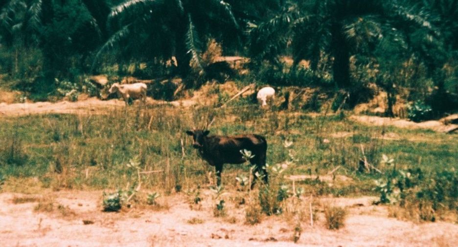 For sale land in Sam Roi Yot, Prachuap Khiri Khan