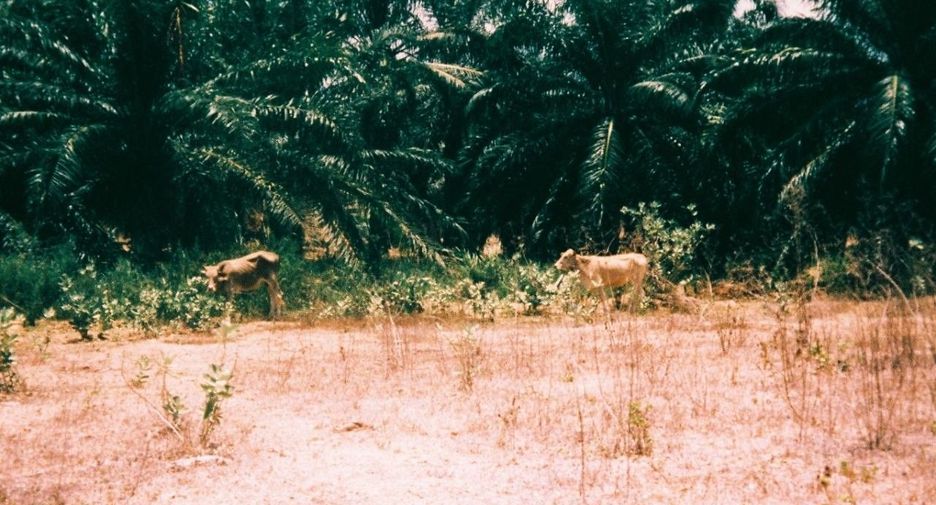 For sale land in Sam Roi Yot, Prachuap Khiri Khan