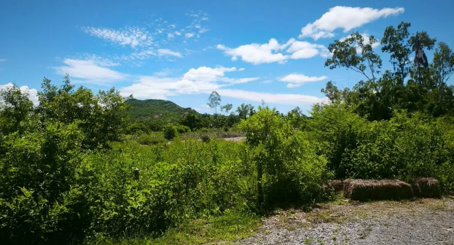 Casa en venta y en alquiler de 1 habitaciones en Pran Buri, Prachuap Khiri Khan