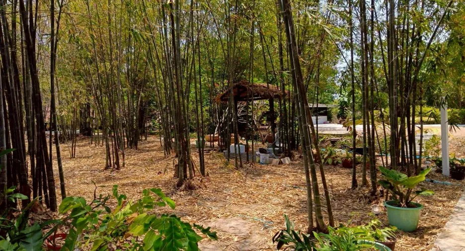 Casa en venta y en alquiler de 1 habitaciones en Pran Buri, Prachuap Khiri Khan