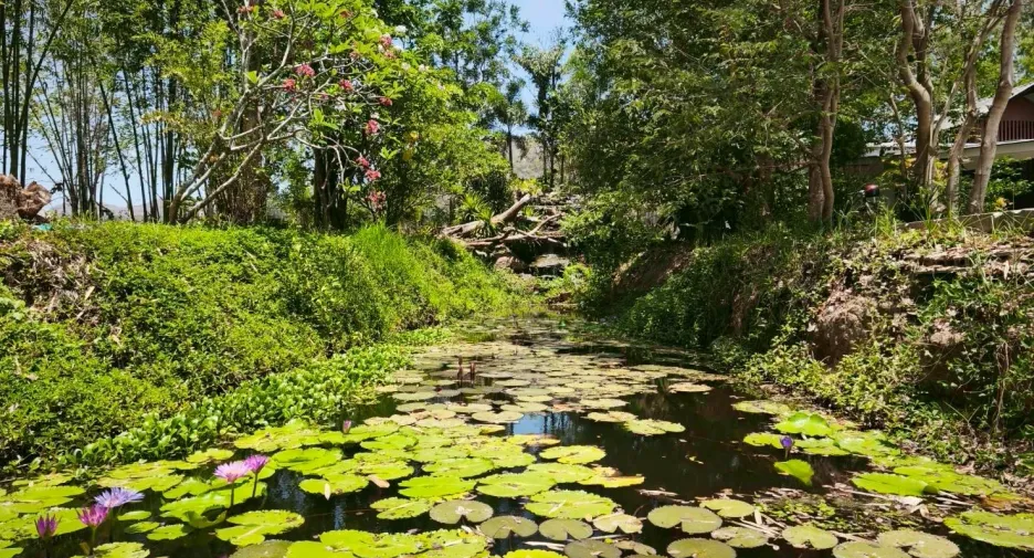Casa en venta y en alquiler de 1 habitaciones en Pran Buri, Prachuap Khiri Khan