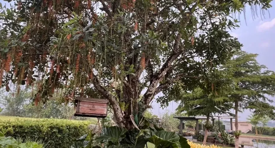 For sale 4 bedrooms villa in Doi Saket, Chiang Mai
