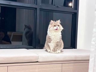 For rent スタジオ condo in Bang Na, Bangkok