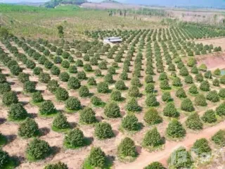 Продажа Участок в Клаенг, Районг