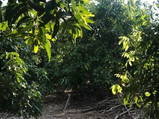 Terreno en venta en Wiang Nong Long, Lamphun