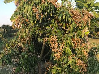 Terreno en venta en Wiang Nong Long, Lamphun