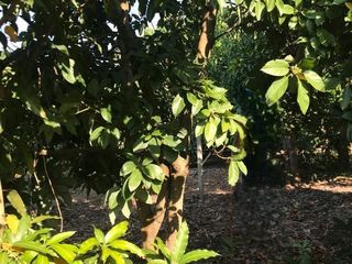 Terreno en venta en Wiang Nong Long, Lamphun