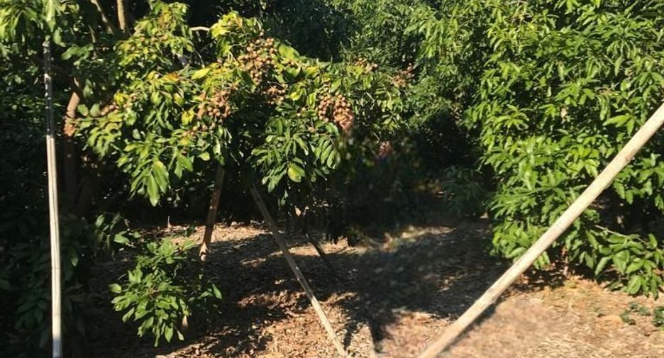 Terreno en venta en Wiang Nong Long, Lamphun