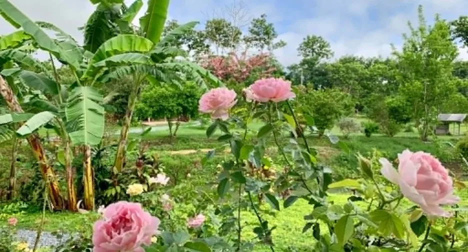 Grundstück zum Kauf in Thong Pha Phum, Kanchanaburi