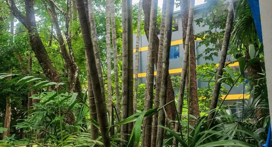 For sale 4 bedrooms house in Mueang Chiang Mai, Chiang Mai