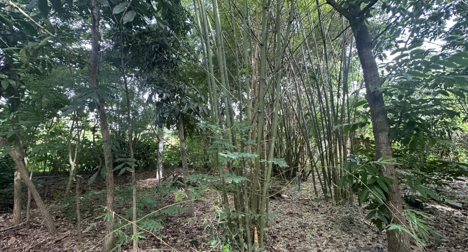 Terreno en venta en Nong Suea, Pathum Thani