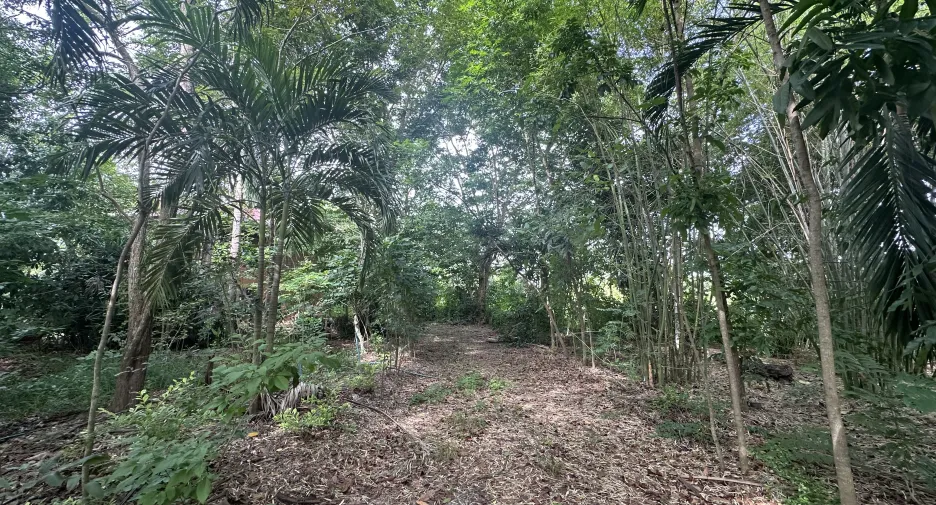 Terreno en venta en Nong Suea, Pathum Thani