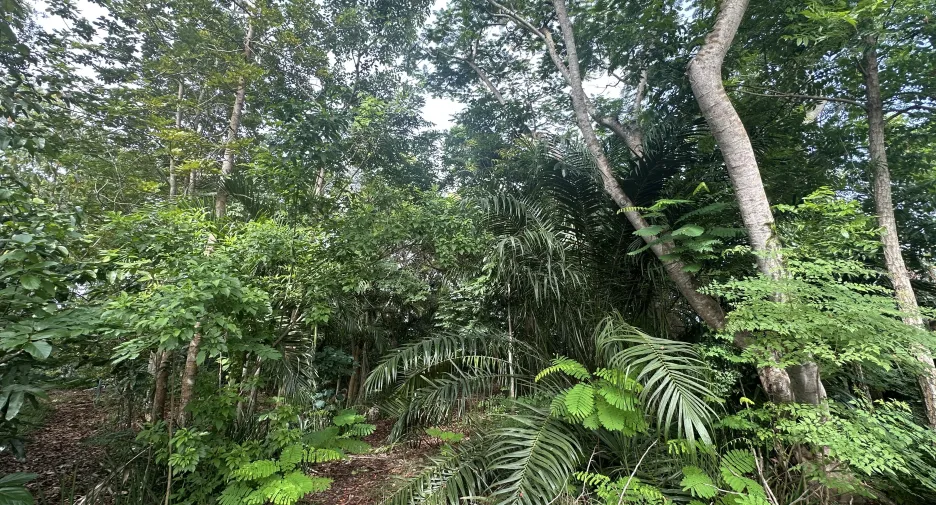 Terreno en venta en Nong Suea, Pathum Thani