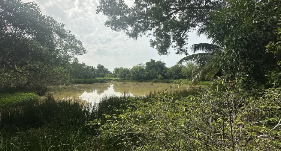 Terreno en venta en Nong Suea, Pathum Thani