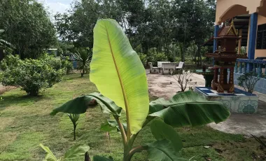 Grundstück zum Kauf in Klaeng, Rayong