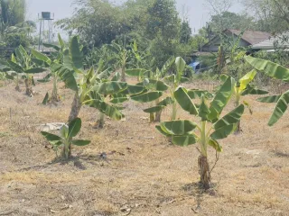 For sale land in Saraphi, Chiang Mai