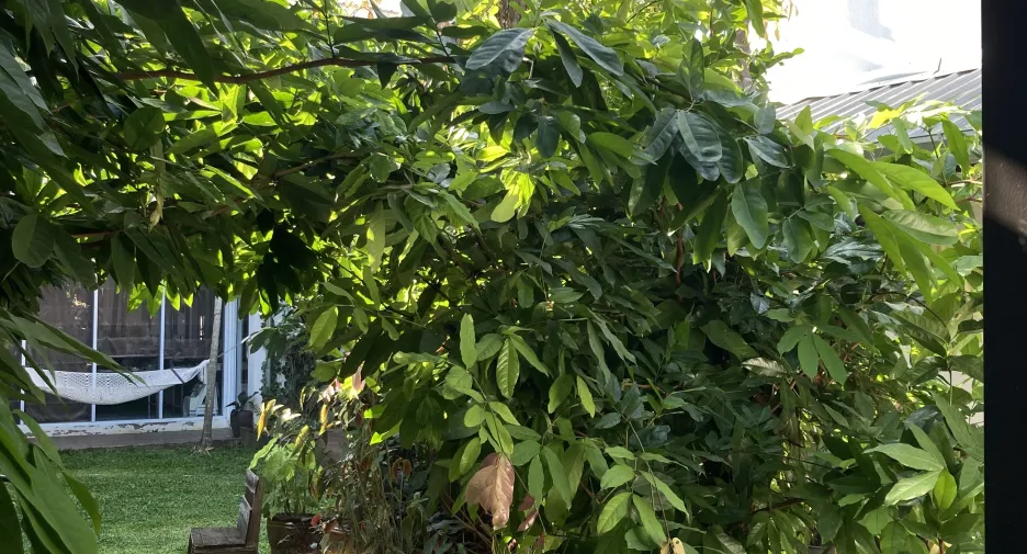 Casa en venta de 5 habitaciones en Chiang Dao, Chiang Mai