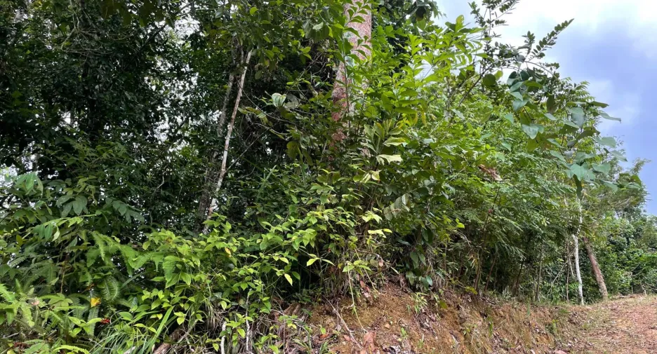 Terreno en venta en Takua Thung, Phang Nga